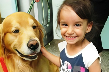 Young girl smiling while petting a golden retriever service dog indoors.