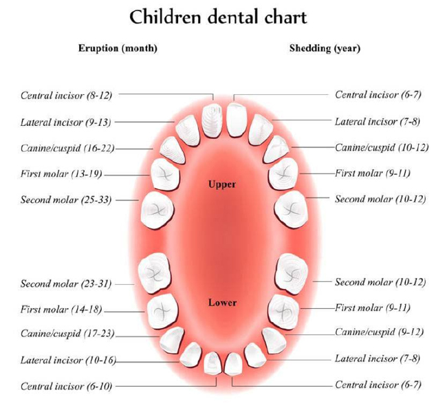 Labeled dental chart showing children's primary tooth eruption and shedding timeline by type and age.